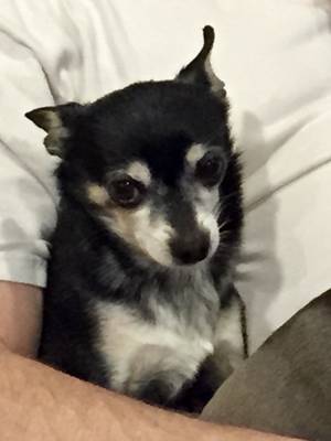 Safe Chihuahua in Bradenton, FL