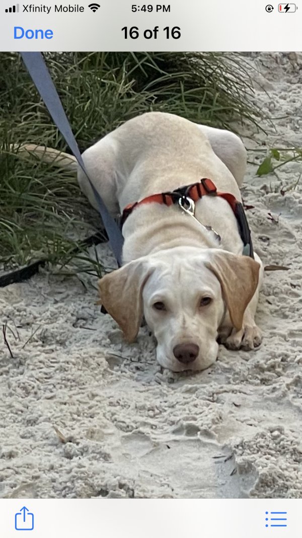 Safe Labrador Retriever in Callahan, FL