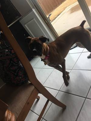 Safe Boxer in Plano, TX US