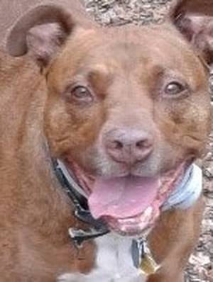 Safe American Staffordshire Terrier in Indian Mound, TN