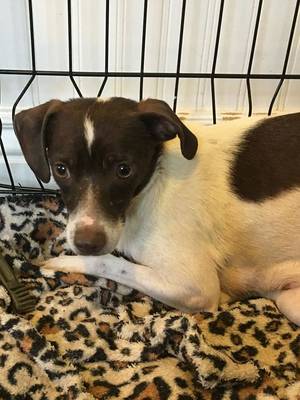Safe Jack Russell Terrier in Brighton, CO