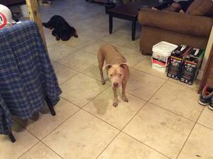 Safe Pit Bull in North Fort Myers, FL
