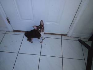 Safe Chihuahua in Cocoa, FL