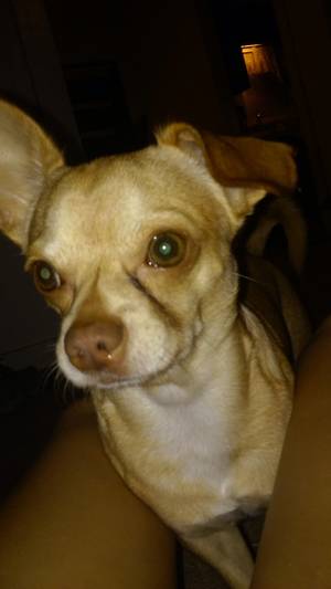 Safe Chihuahua in Quincy, FL