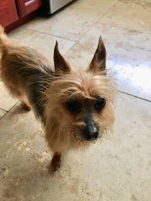 Safe Yorkshire Terrier in Mission Viejo, CA
