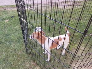 Safe Jack Russell Terrier in Mesa, AZ