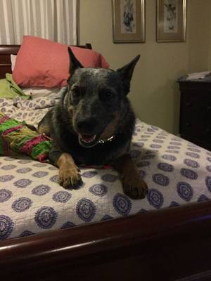 Safe Australian Cattle Dog in Knoxville, TN