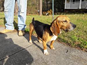 Safe Beagle in Grasonville, MD