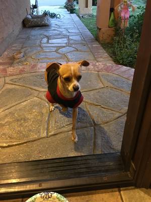 Safe Dog in Cerritos, CA