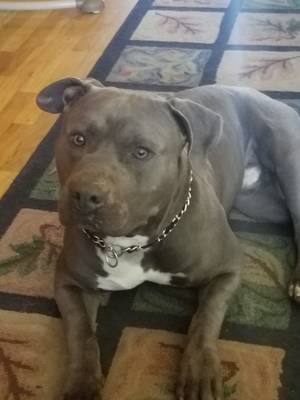 Safe Pit Bull in Vancouver, WA