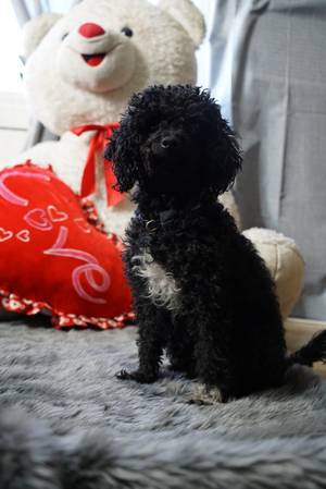 Safe Poodle in Whittier, CA