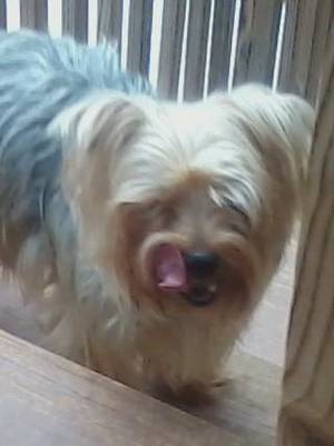 Safe Yorkshire Terrier in Leicester, NC