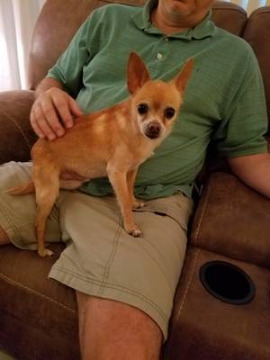 Safe Chihuahua in Spring, TX