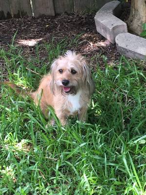 Safe Tibetan Terrier in Houston, TX