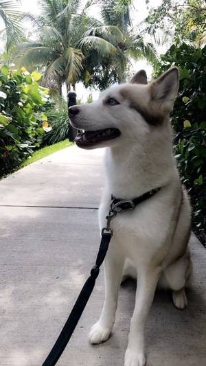 Safe Siberian Husky in Miami, FL