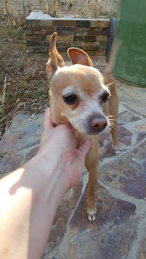 Safe Chihuahua in Brentwood, CA