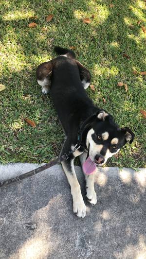 Safe Dog in Miami, FL