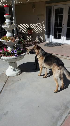 Safe German Shepherd Dog in Palmdale, CA