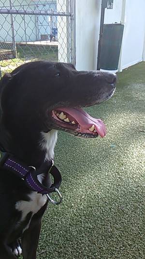 Safe Labrador Retriever in Seminole, FL