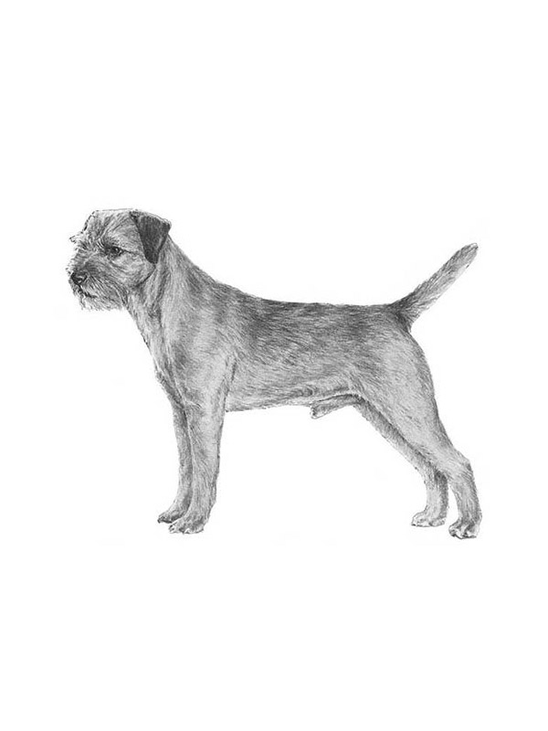 Safe Border Terrier in Raleigh, NC