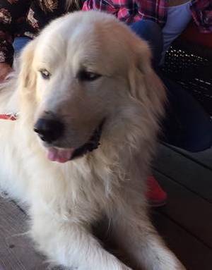 Safe Great Pyrenees in Willowbrook, IL
