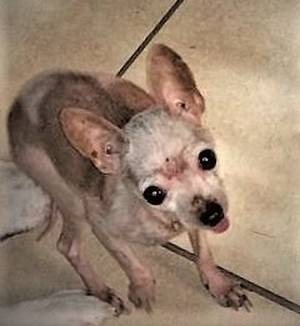 Safe Chihuahua in Sinton, TX