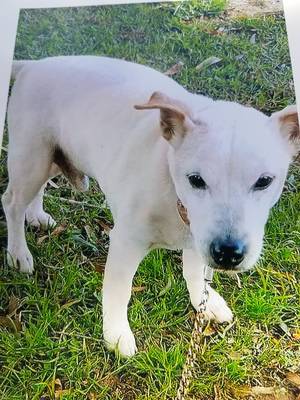 Safe Jack Russell Terrier in Rockwell, NC