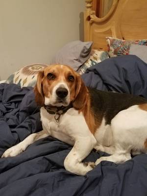 Safe Beagle in Bishopville, MD