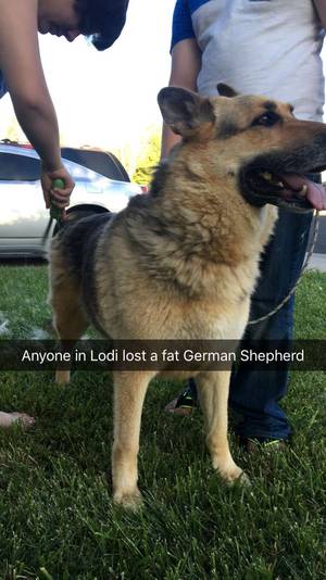 Safe German Shepherd Dog in Stockton, CA