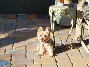 Safe Yorkshire Terrier in Mesa, AZ