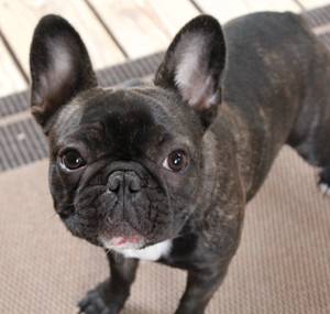 Safe French Bulldog in Wake Forest, NC