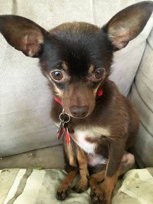 Safe Chihuahua in Springboro, OH