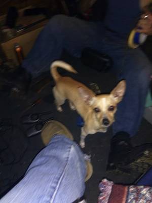 Safe Chihuahua in Crescent City, CA