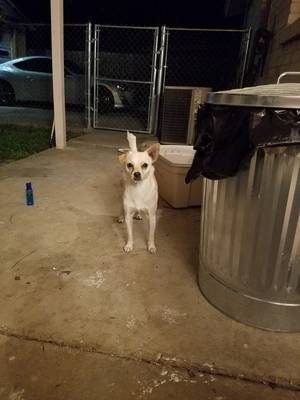 Safe Jack Russell Terrier in Arlington, TX