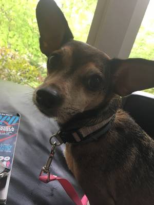 Safe Chihuahua in Alpharetta, GA