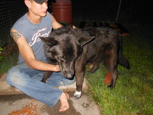 Safe Dog in Springdale, AR