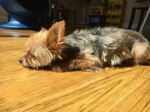 Safe Silky Terrier in Rancho Cucamonga, CA