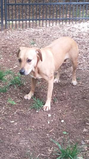 Safe Mutt in Concord, NC