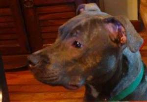 Safe Pit Bull in Macungie, PA