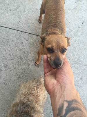 Safe Chihuahua in West Covina, CA