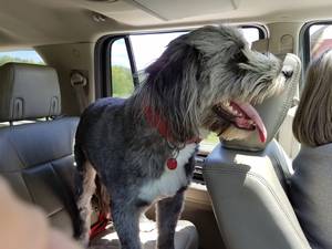 Safe Bearded Collie in Cleveland, OH