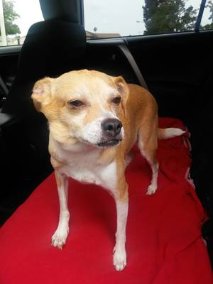 Safe Chihuahua in Brea, CA
