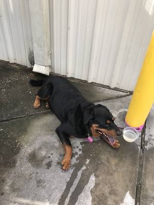 Safe Rottweiler in Stafford, TX