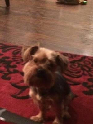 Safe Yorkshire Terrier in Flatwoods, KY