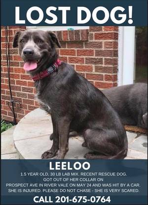 Safe Labrador Retriever in Westwood, NJ