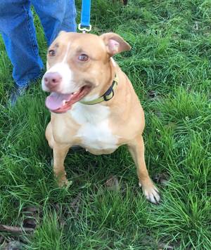 Safe Pit Bull in Luthersville, GA