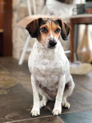 Safe Jack Russell Terrier in Elverson, PA
