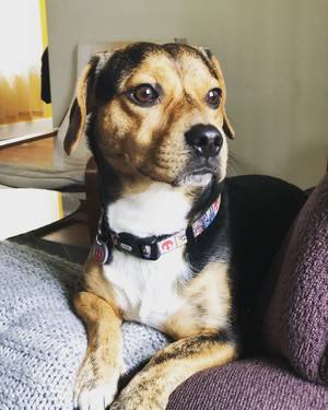 Safe Beagle in Hyattsville, MD