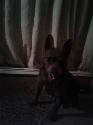 Safe Chihuahua in Merced, CA
