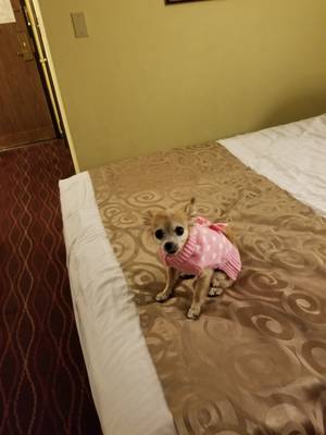 Safe Chihuahua in Visalia, CA